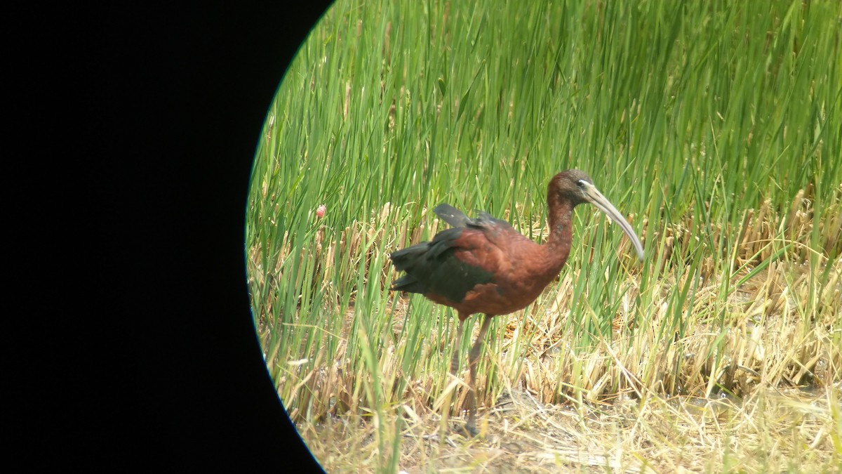 Glossy Ibis - Ya-Chi Yang