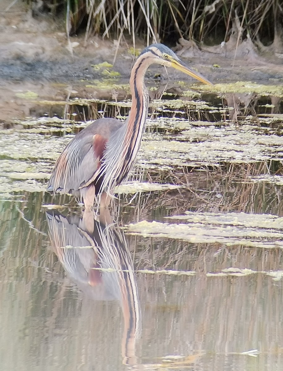 Purple Heron - Roque Rodríguez