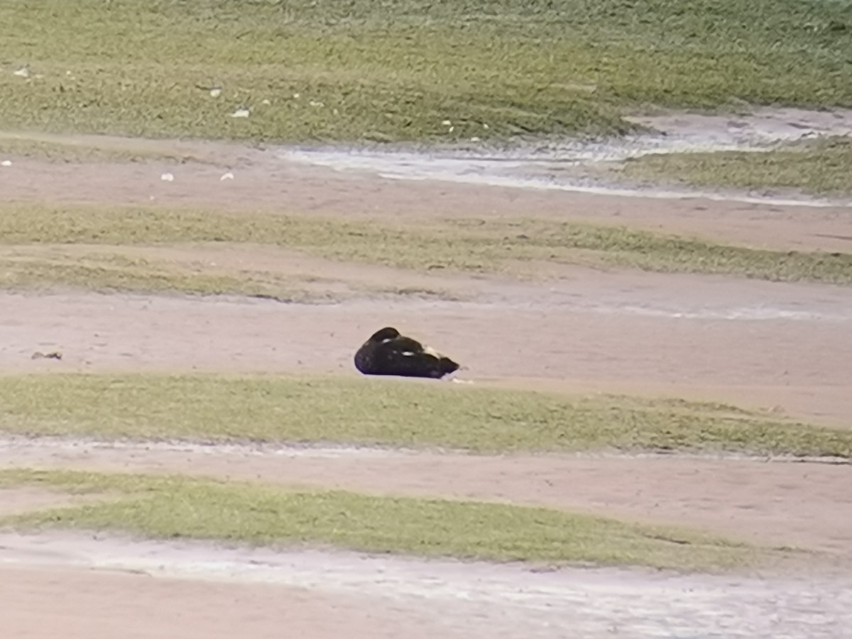 Common Eider - ML353010731