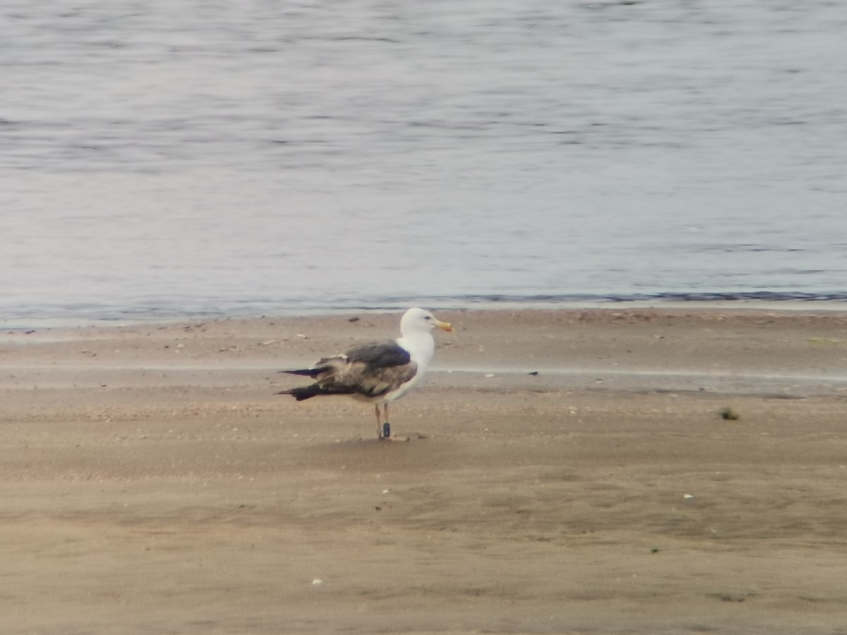 Lesser Black-backed Gull - ML353010781