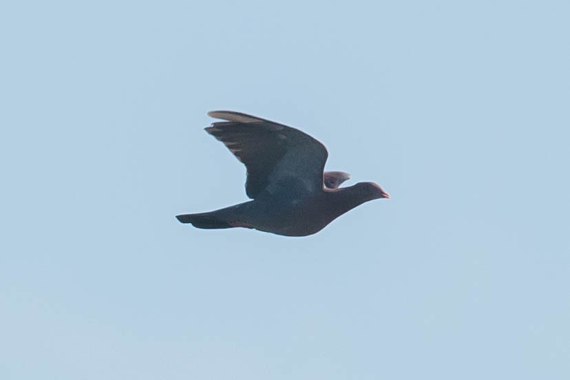 Желтоклювый голубь - ML35301111