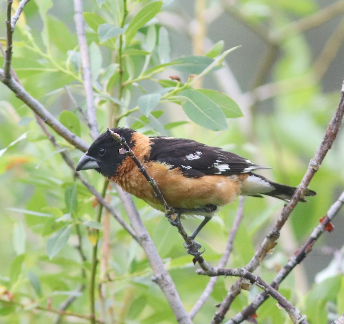 Black-headed Grosbeak - ML353012161