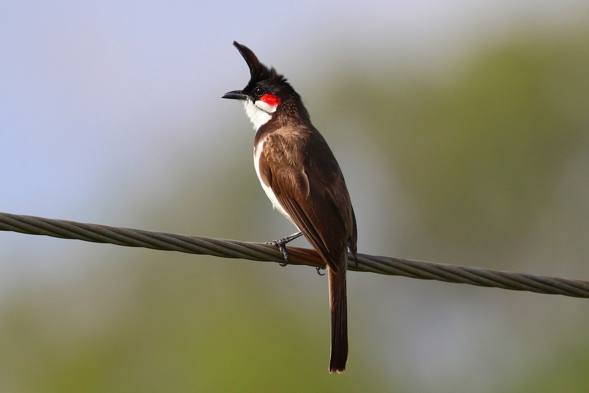 Red-whiskered Bulbul - ML353012891