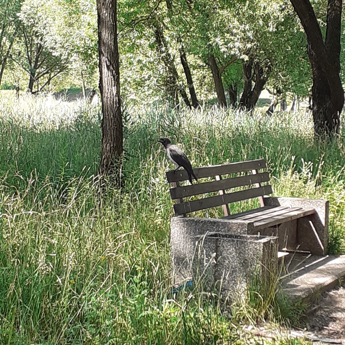 Hooded Crow - Анастасия Булахова