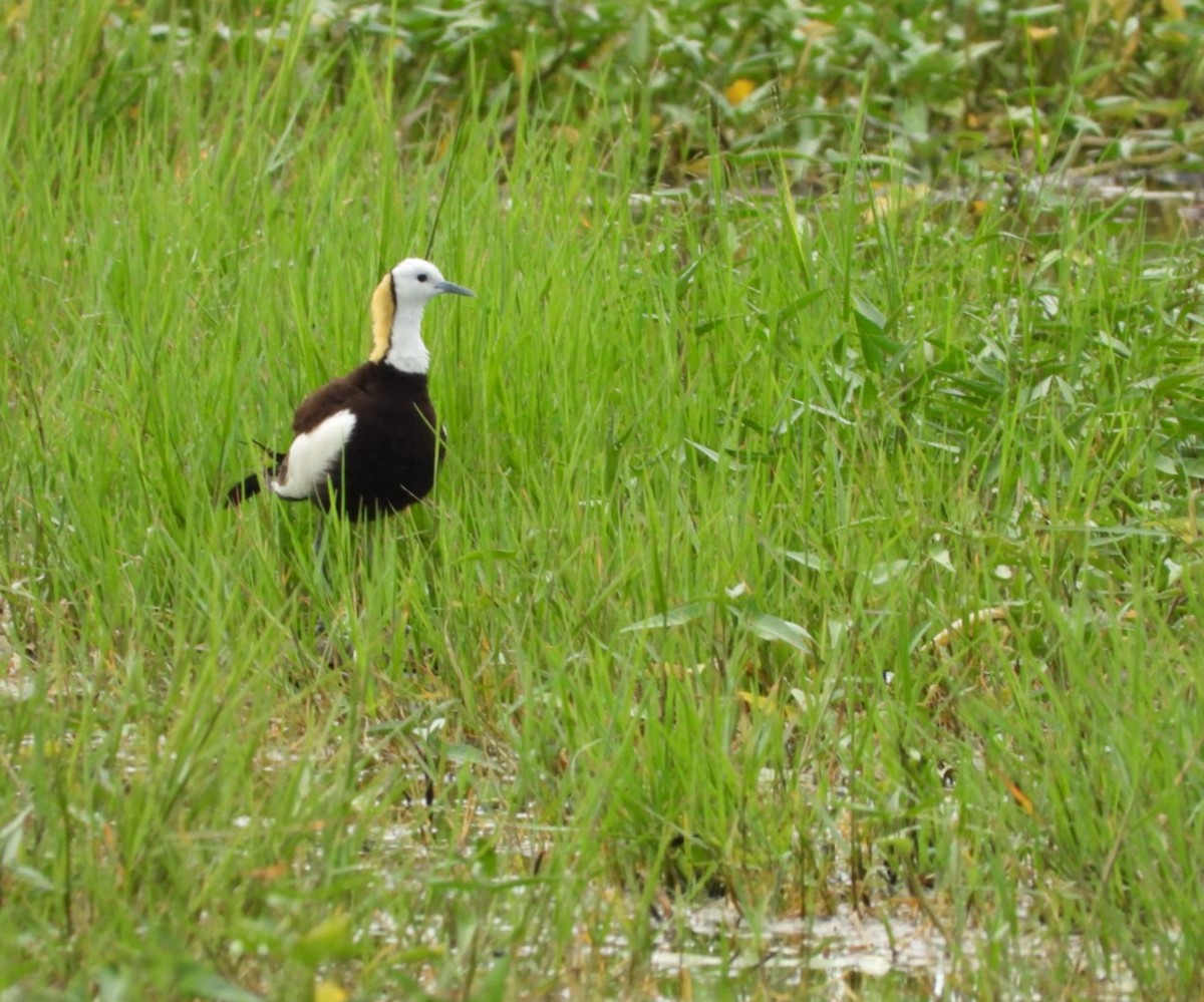 Pheasant-tailed Jacana - ML353013511