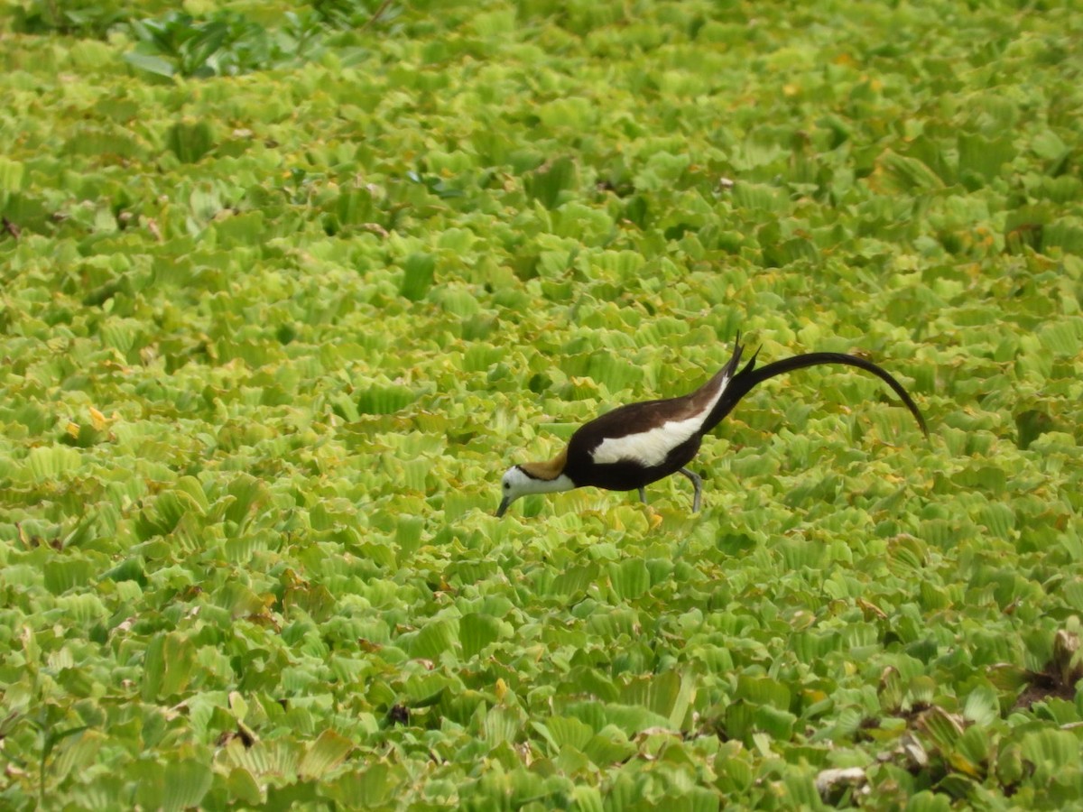 Pheasant-tailed Jacana - ML353013521