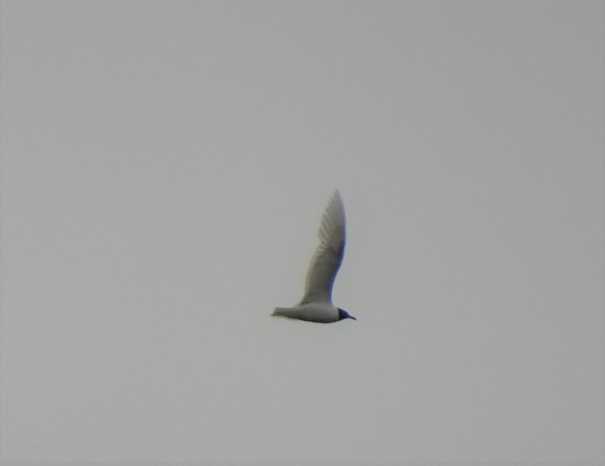 Mediterranean Gull - ML353014081