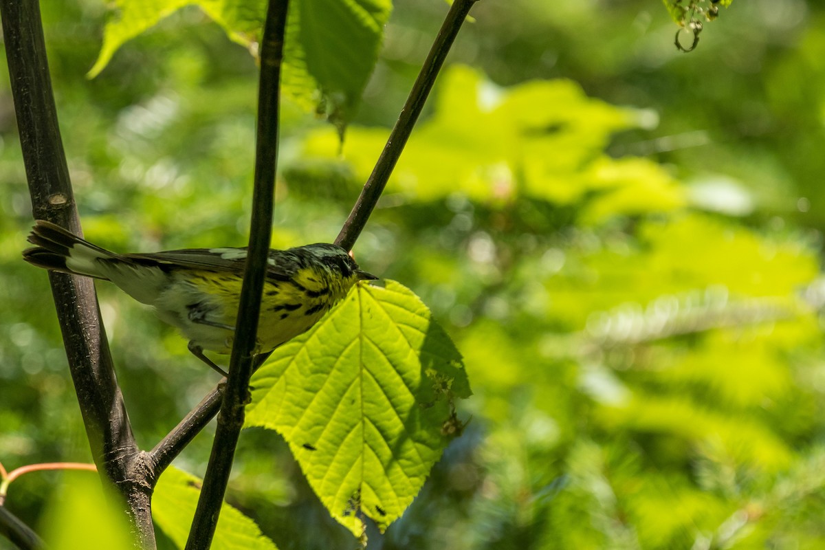 magnoliaparula - ML353014541