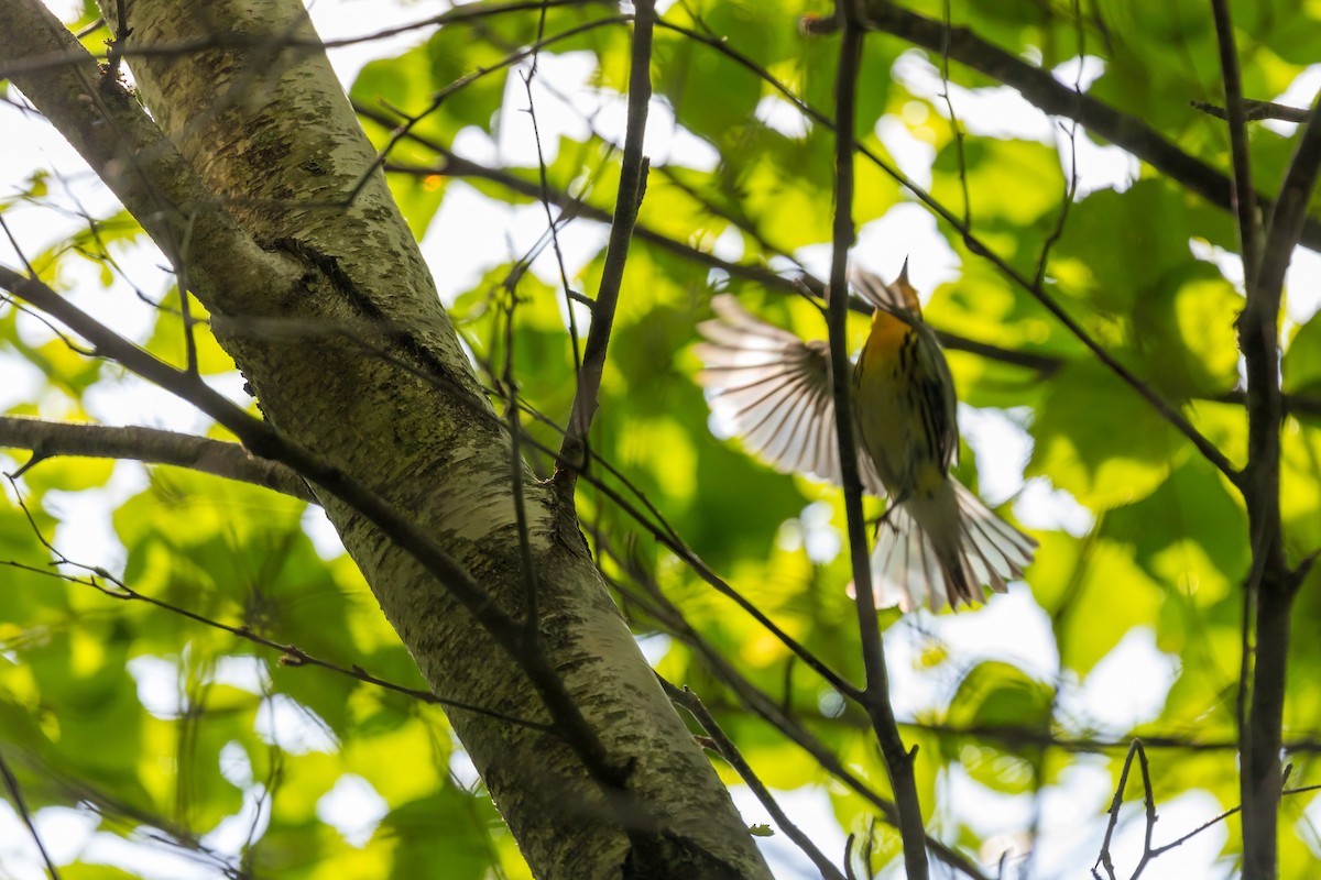 hemlokkparula - ML353014651