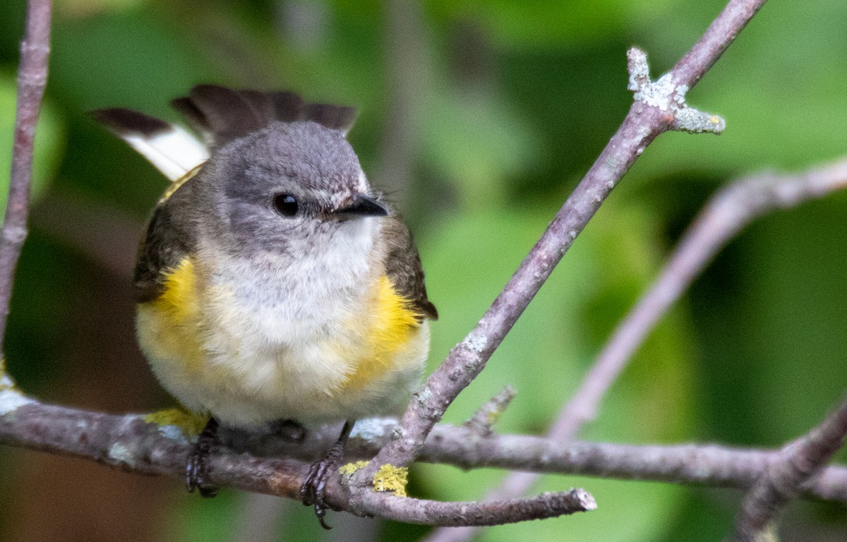 American Redstart - ML353014961