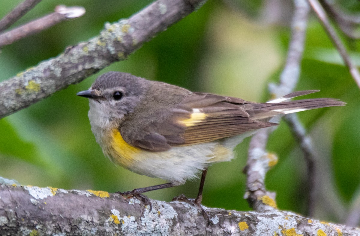 American Redstart - ML353015001
