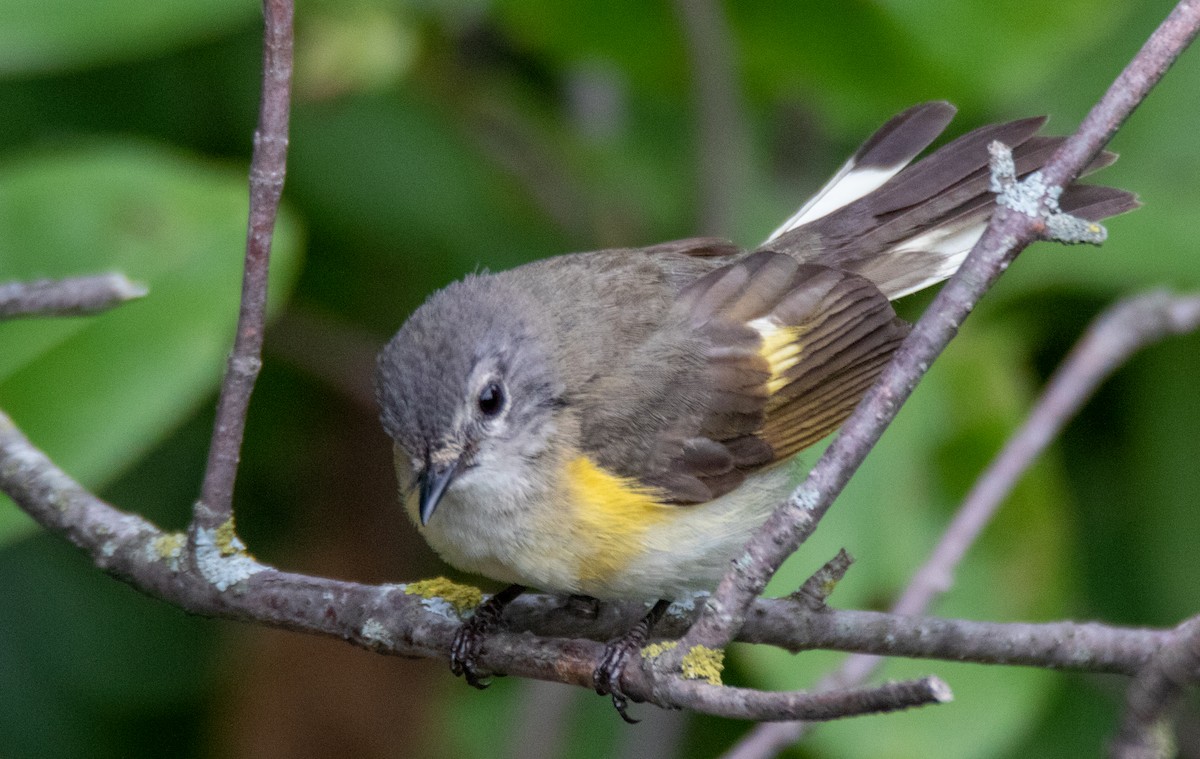 American Redstart - ML353015011