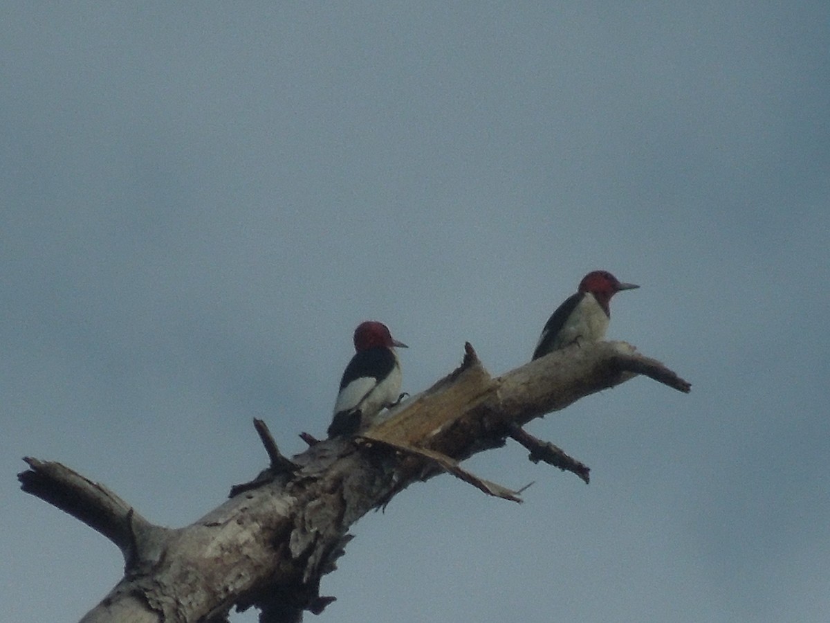 Red-headed Woodpecker - ML353015351