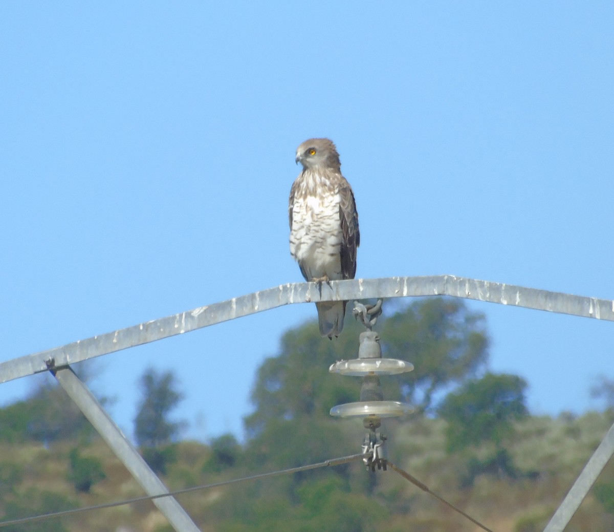 Short-toed Snake-Eagle - ML353017721