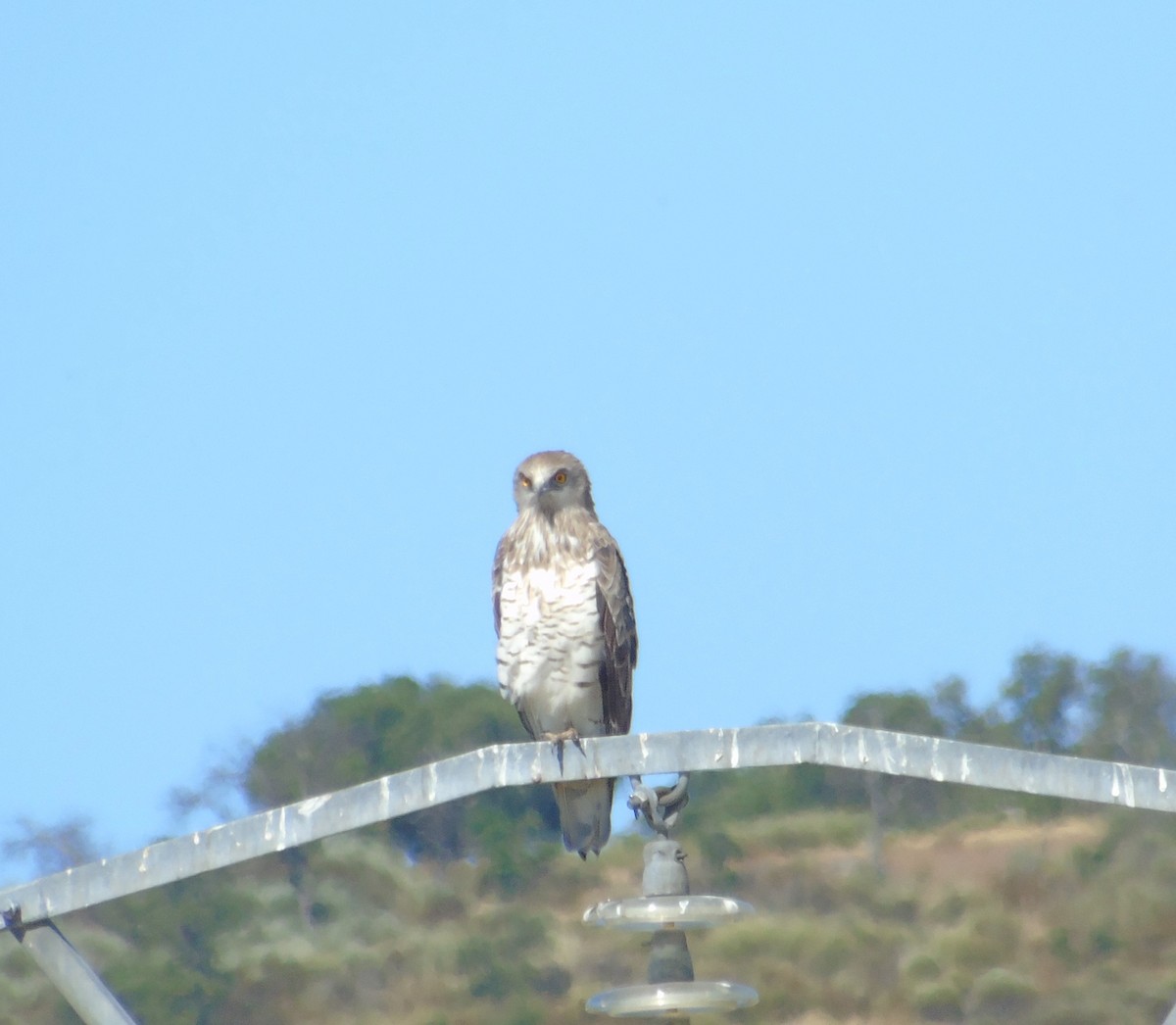 Short-toed Snake-Eagle - ML353017941