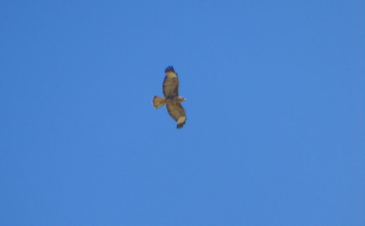 Common Buzzard - ML353018281