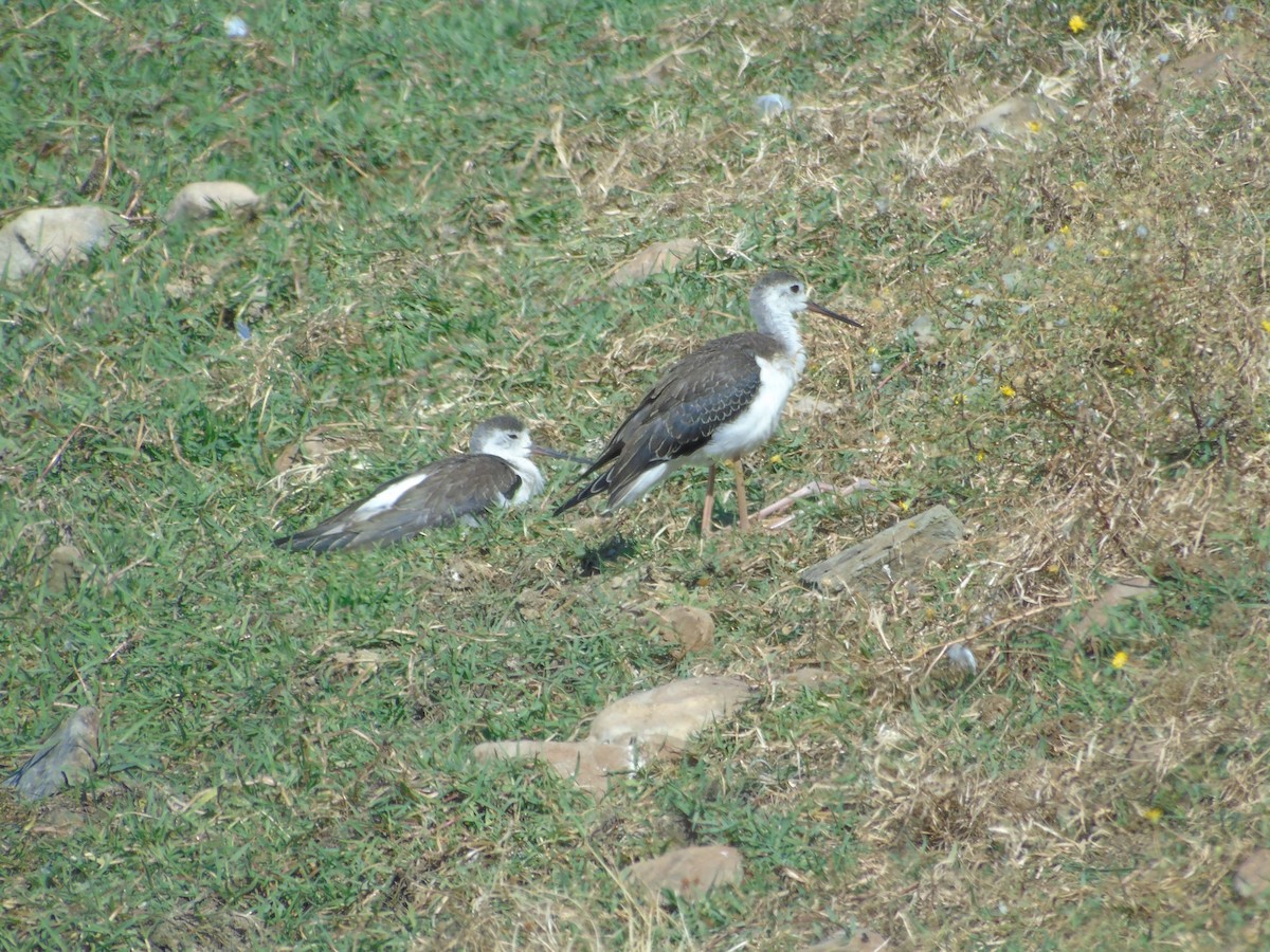 Black-winged Stilt - ML353018311