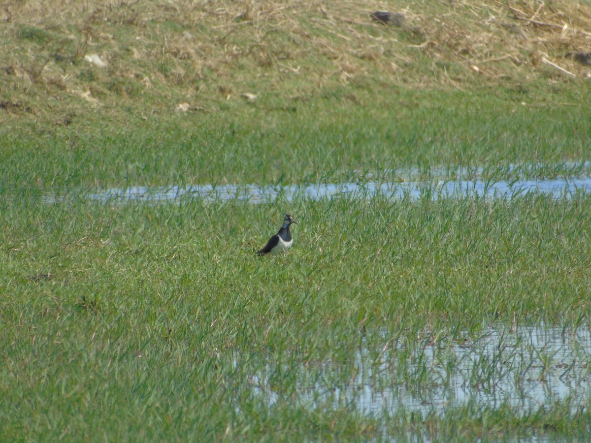 Northern Lapwing - ML353018601