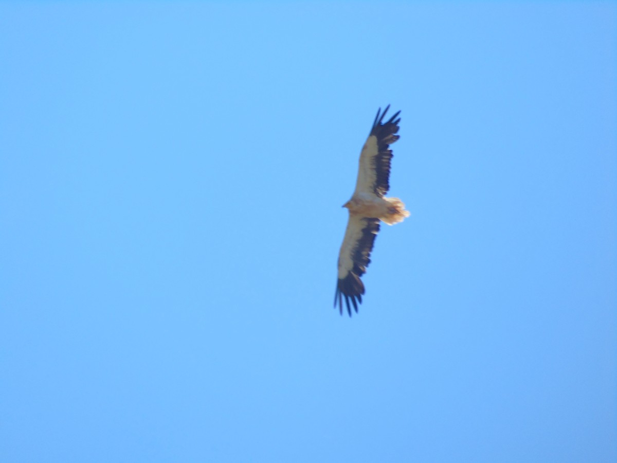 Egyptian Vulture - ML353018621