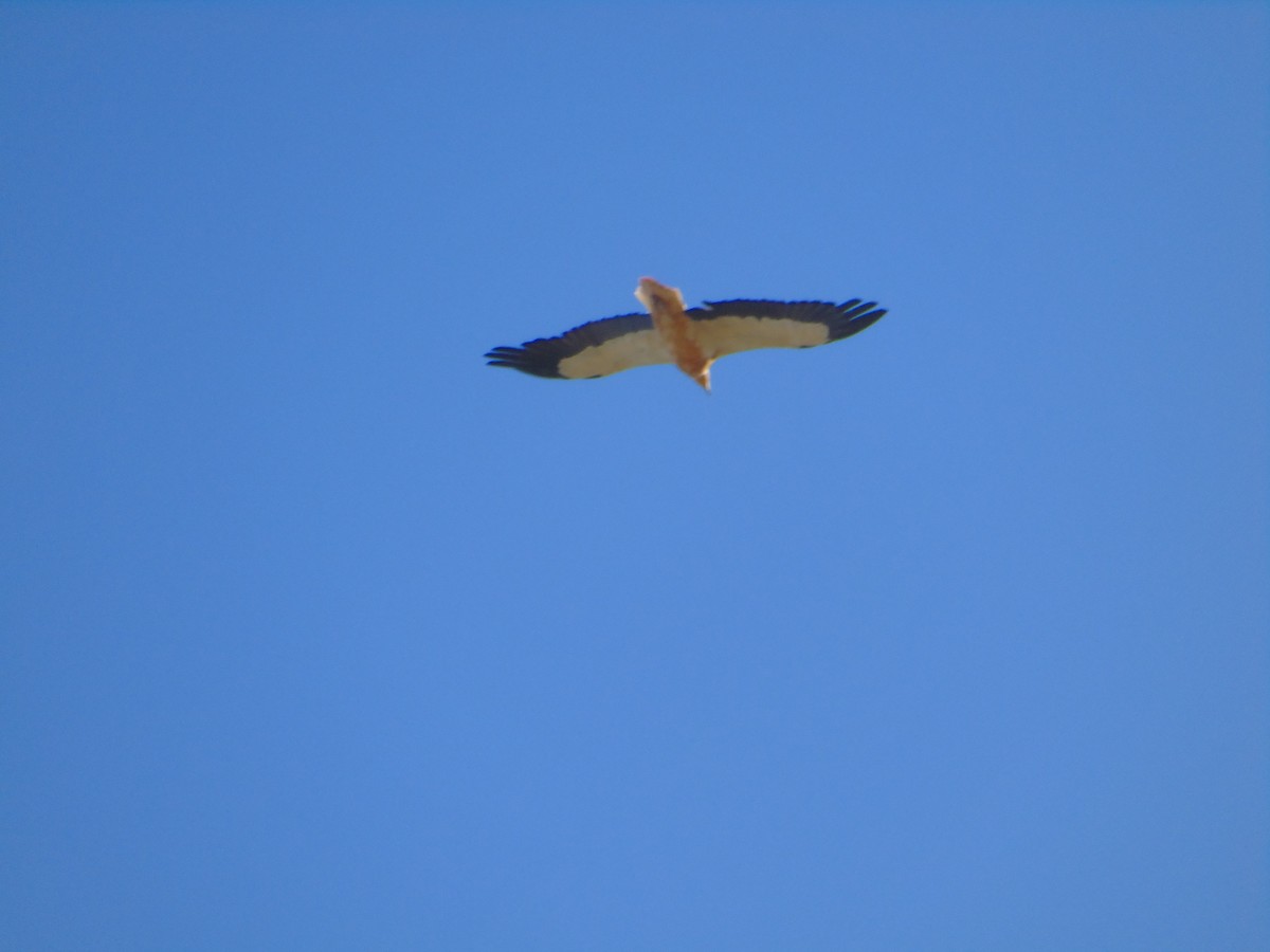 Egyptian Vulture - ML353018651