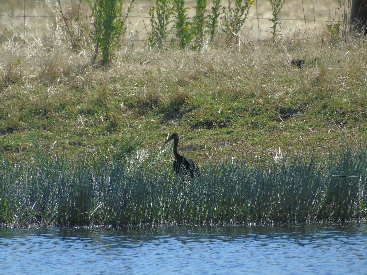 Glossy Ibis - ML353018671