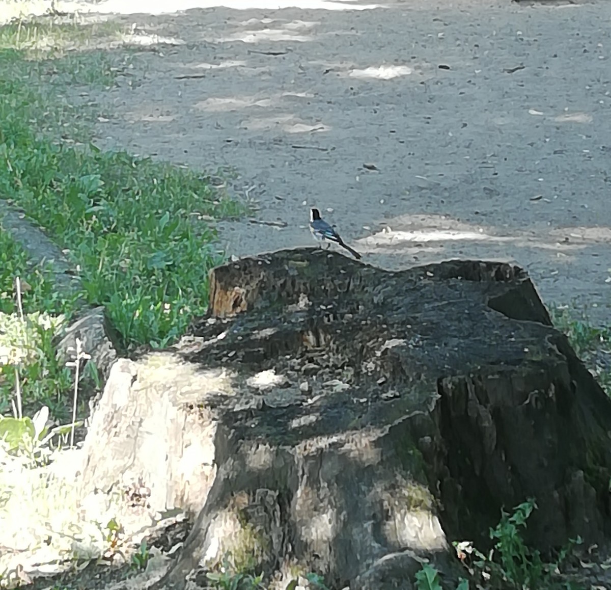 White Wagtail - ML353019341