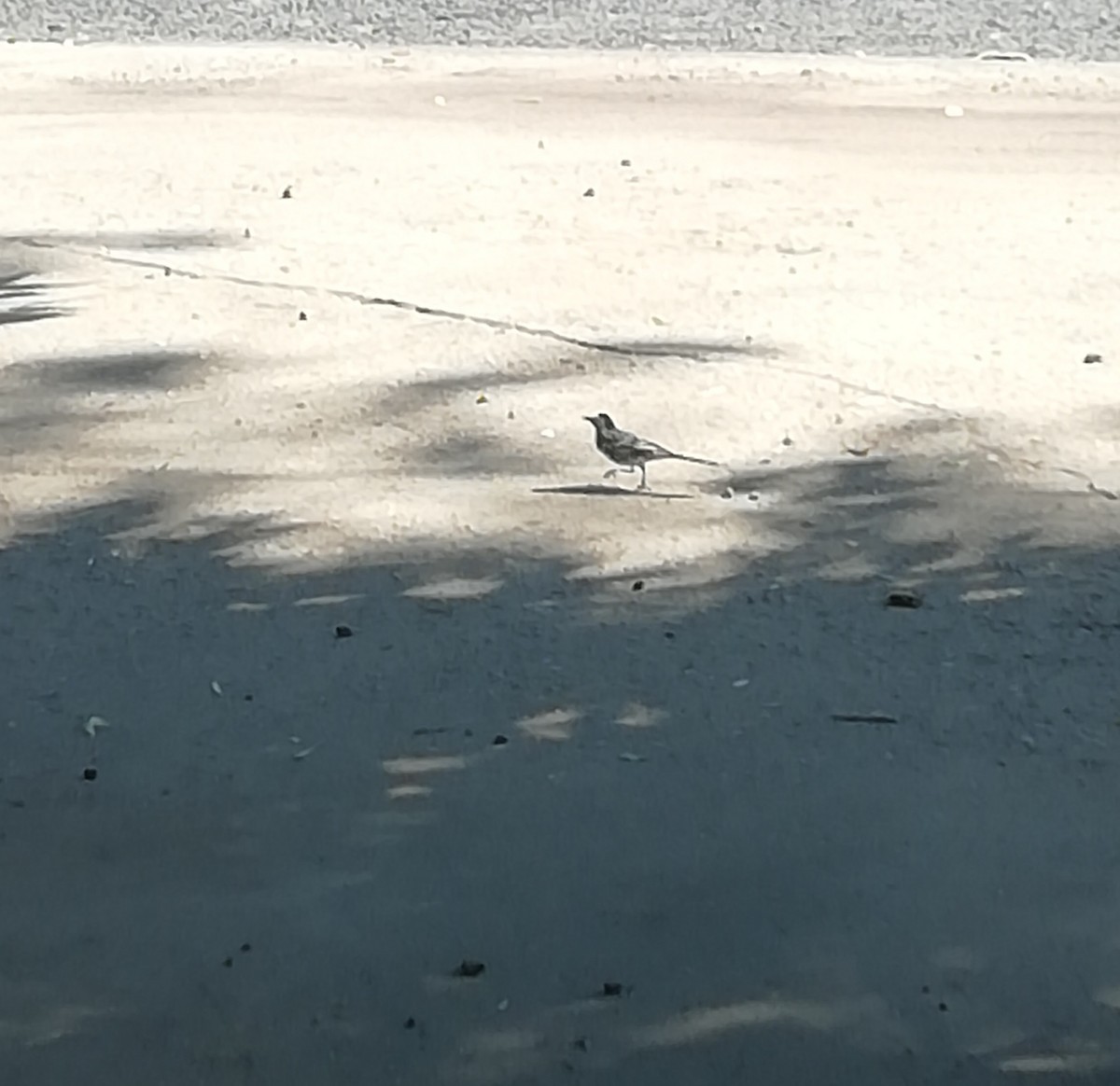 White Wagtail - Валерия Поворова