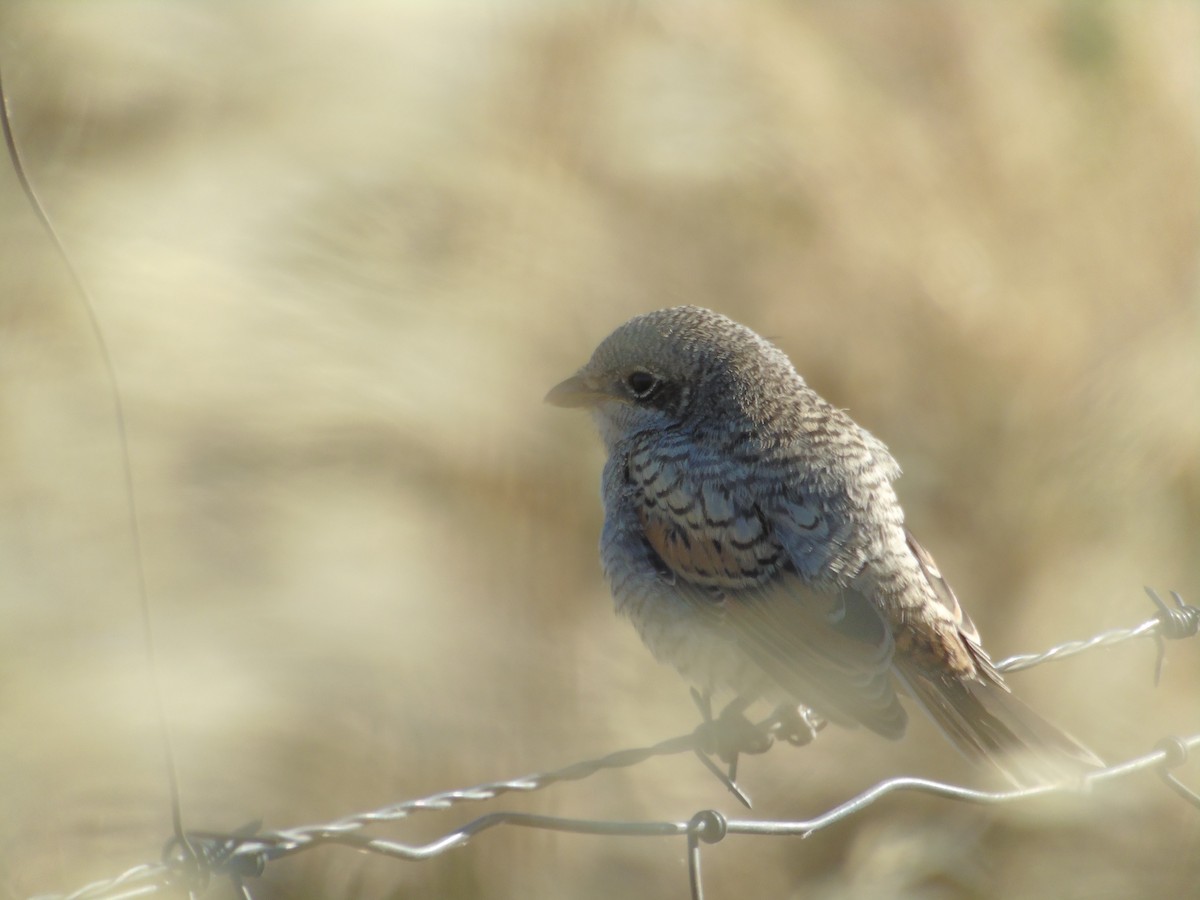 Woodchat Shrike - ML353019491