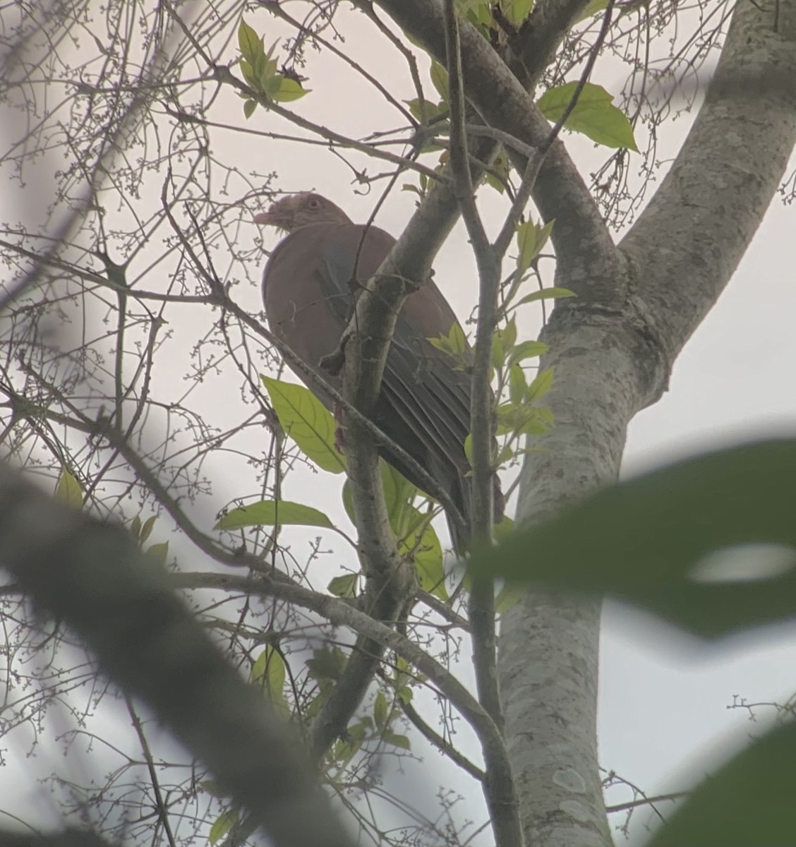 Red-billed Pigeon - Howard Laidlaw