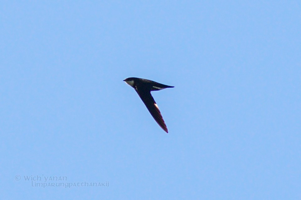 White-throated Needletail (Himalayan) - ML35302161