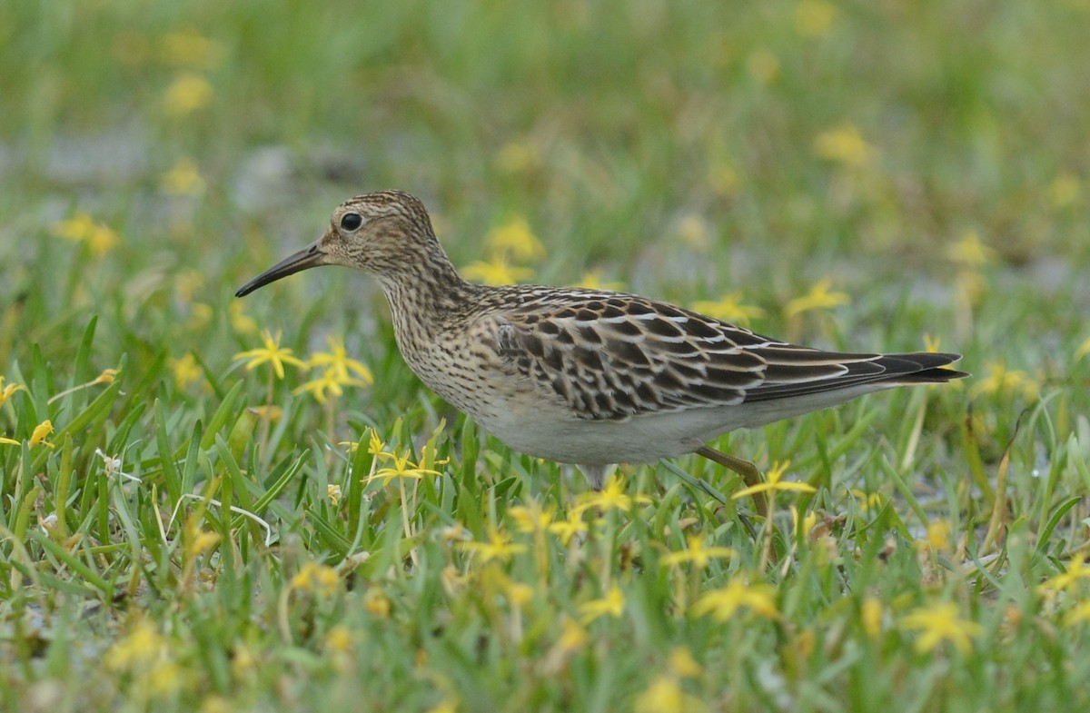 Pectoral Sandpiper - ML35302171