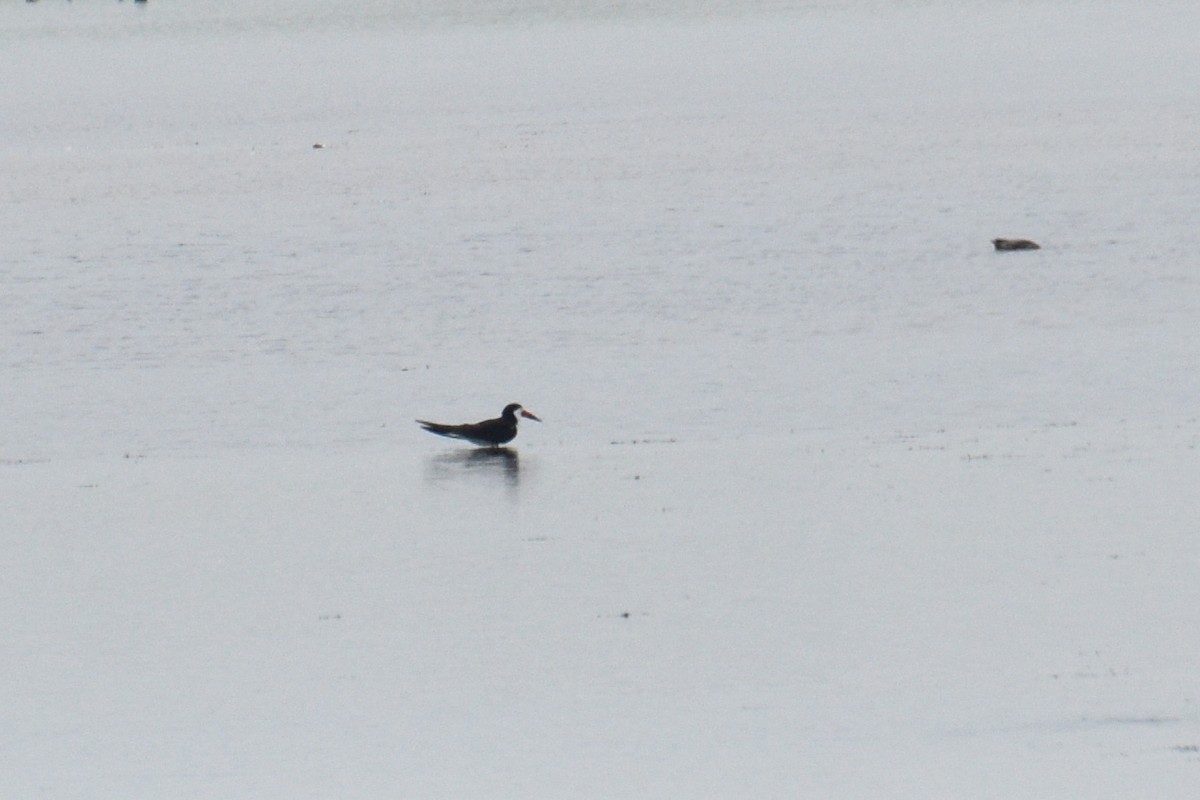 Black Skimmer - ML353023971