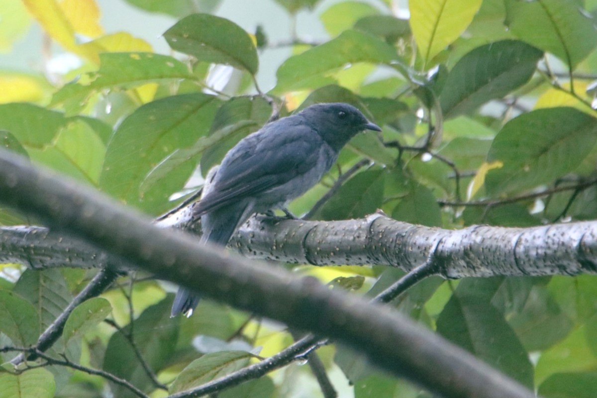 Black-winged Cuckooshrike - ML353025481