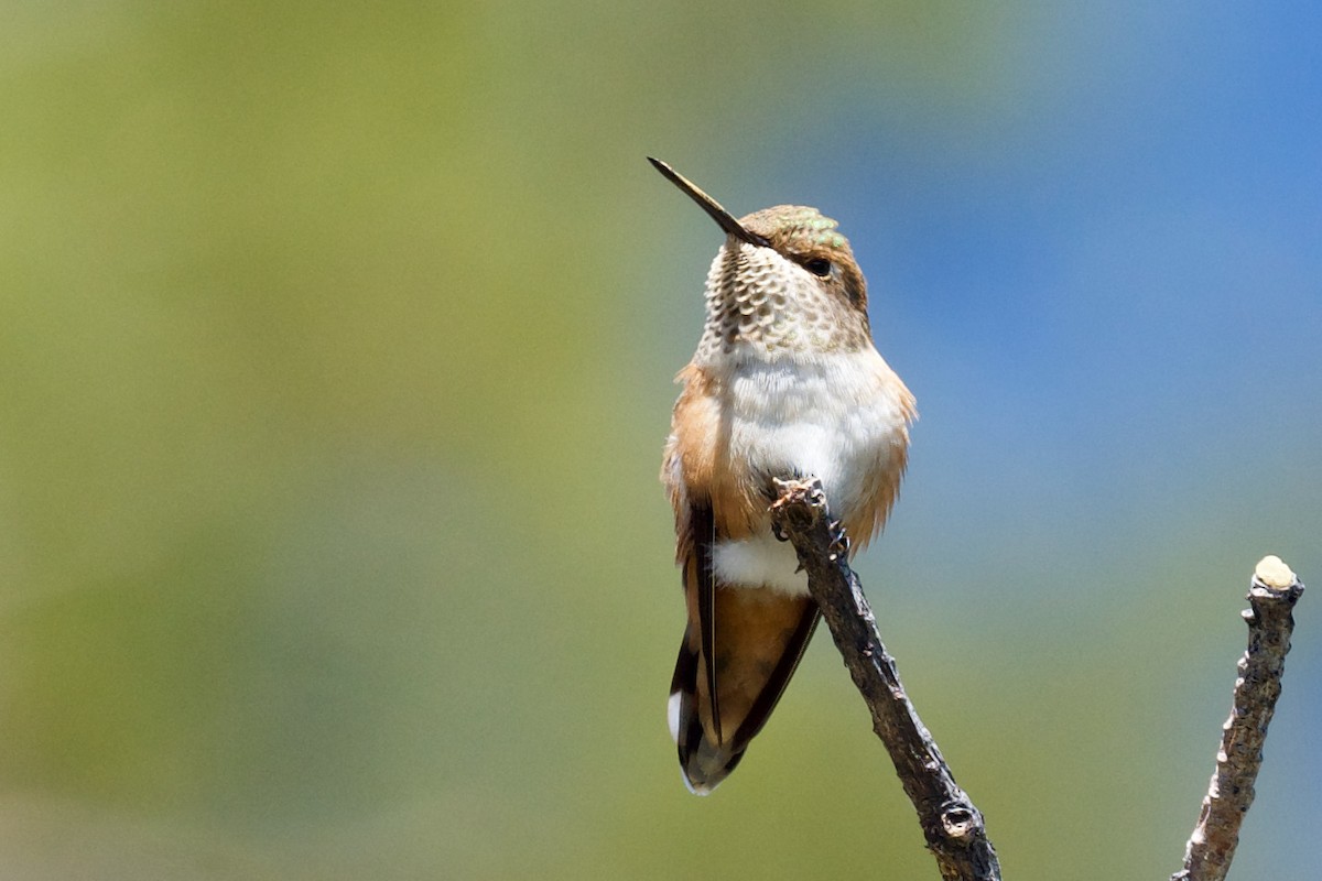 Rufous Hummingbird - George Gibbs