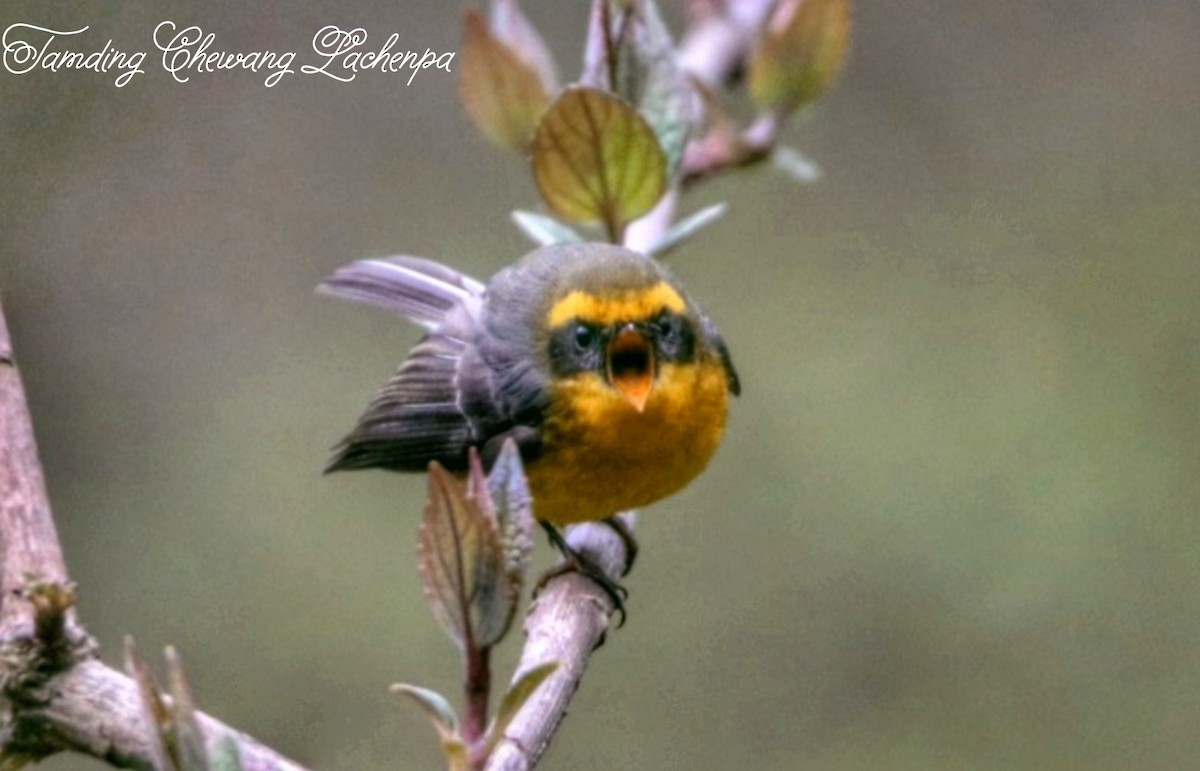 Yellow-bellied Fairy-Fantail - Tamding Chewang