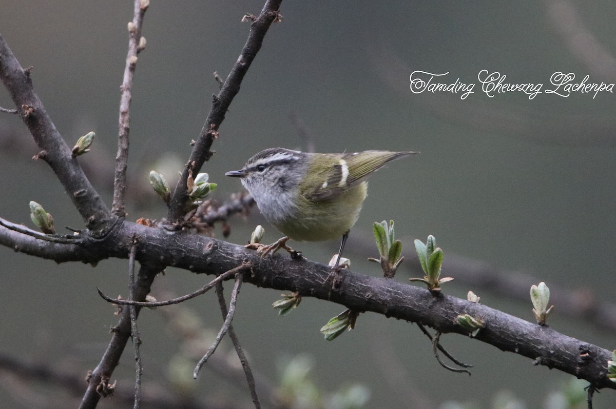 Ashy-throated Warbler - Tamding Chewang