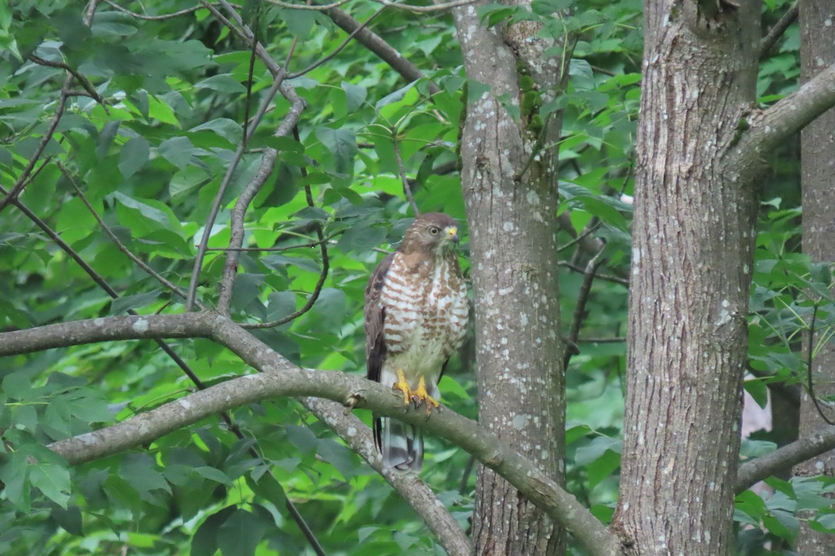 Broad-winged Hawk - ML353028001