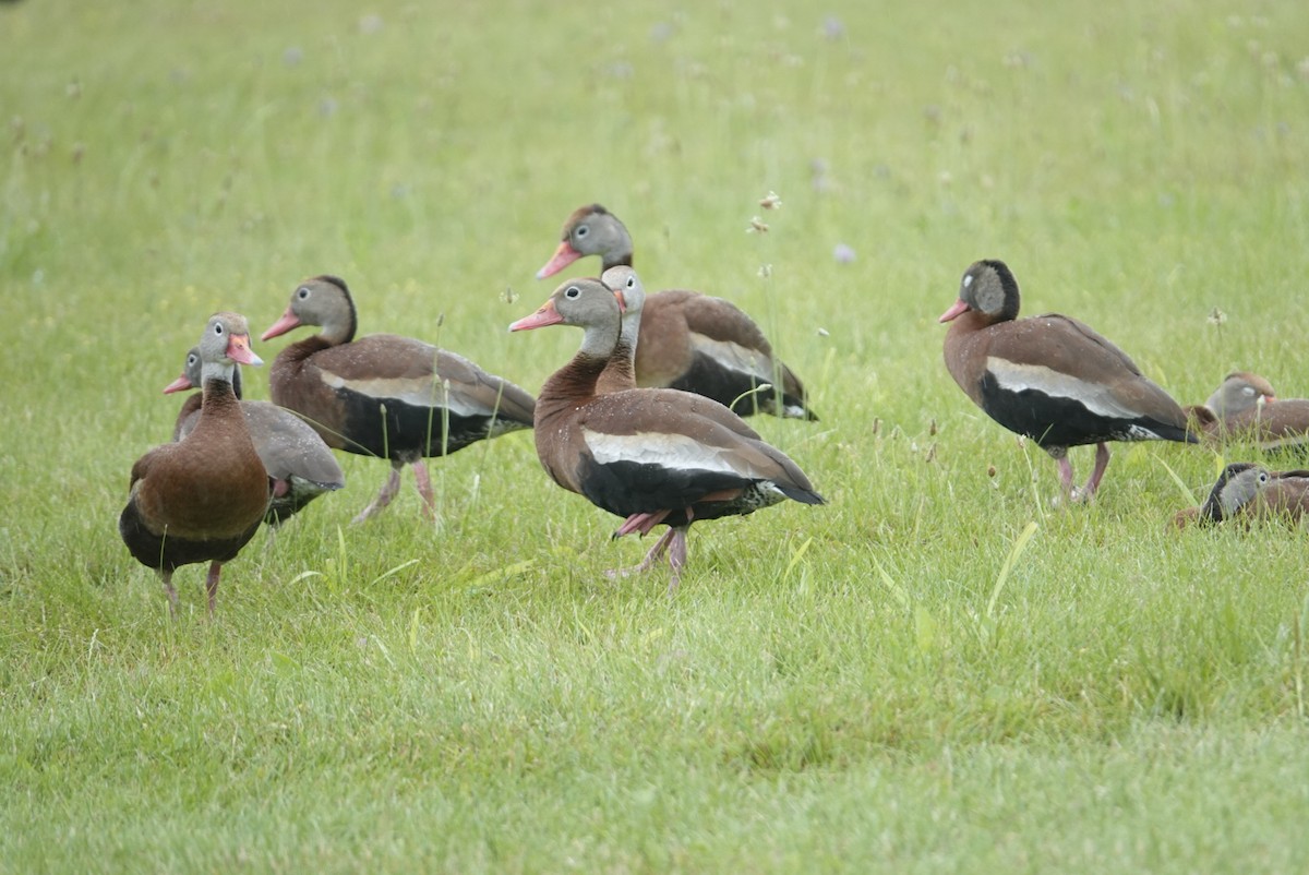 Black-bellied Whistling-Duck - ML353028611