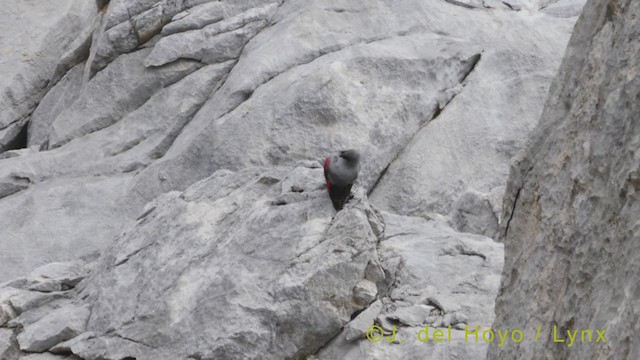 Wallcreeper - ML353029021