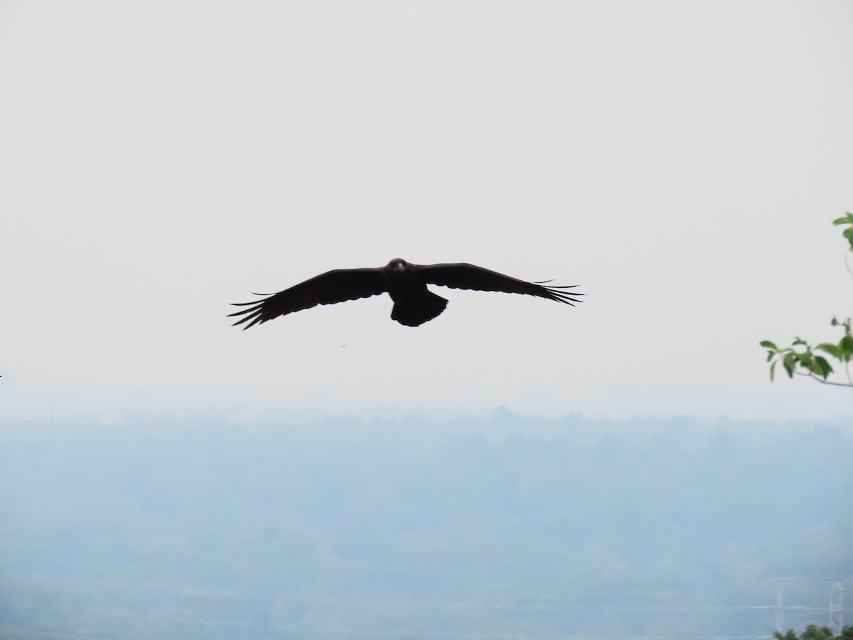 Common Raven - ML353029611