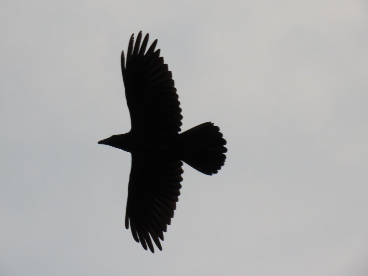Common Raven - ML353029721