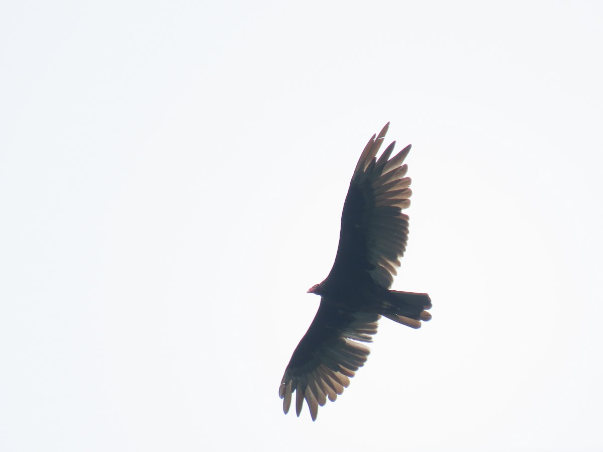 Turkey Vulture - ML353029901