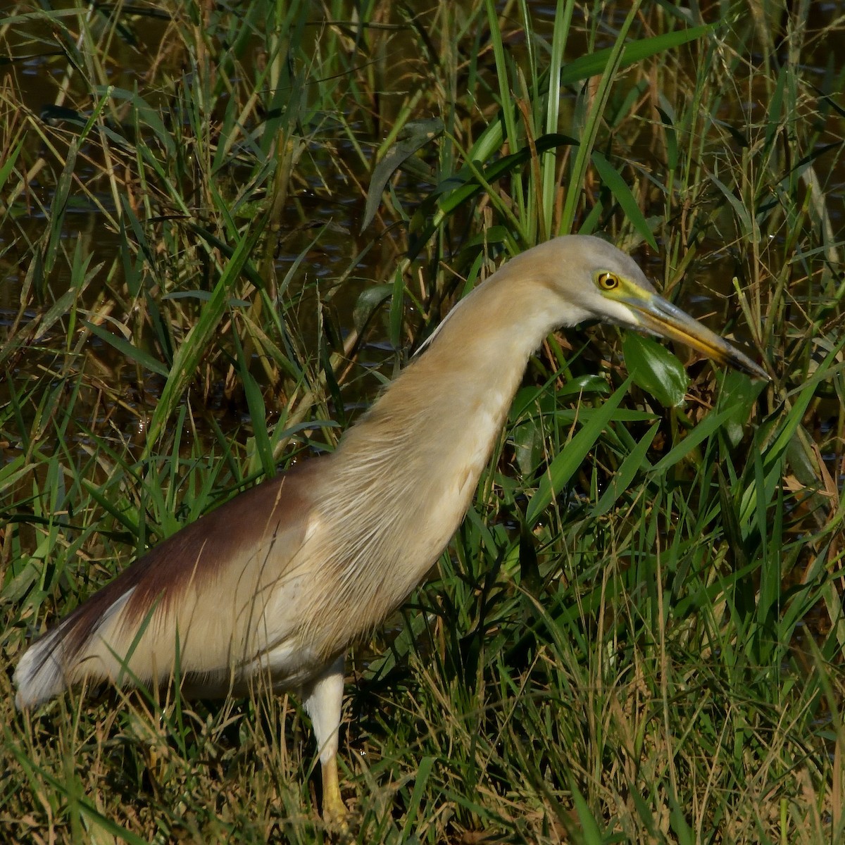 Indian Pond-Heron - Bruce Beddoe