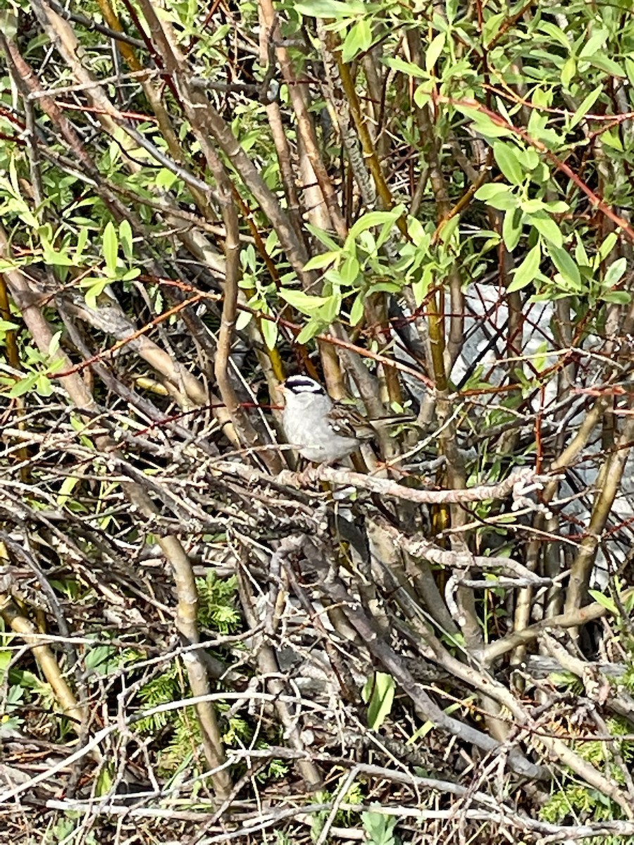 White-crowned Sparrow - ML353030401