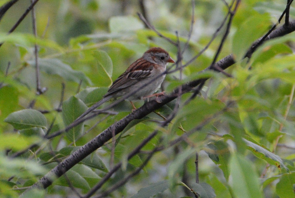 Field Sparrow - ML353032401