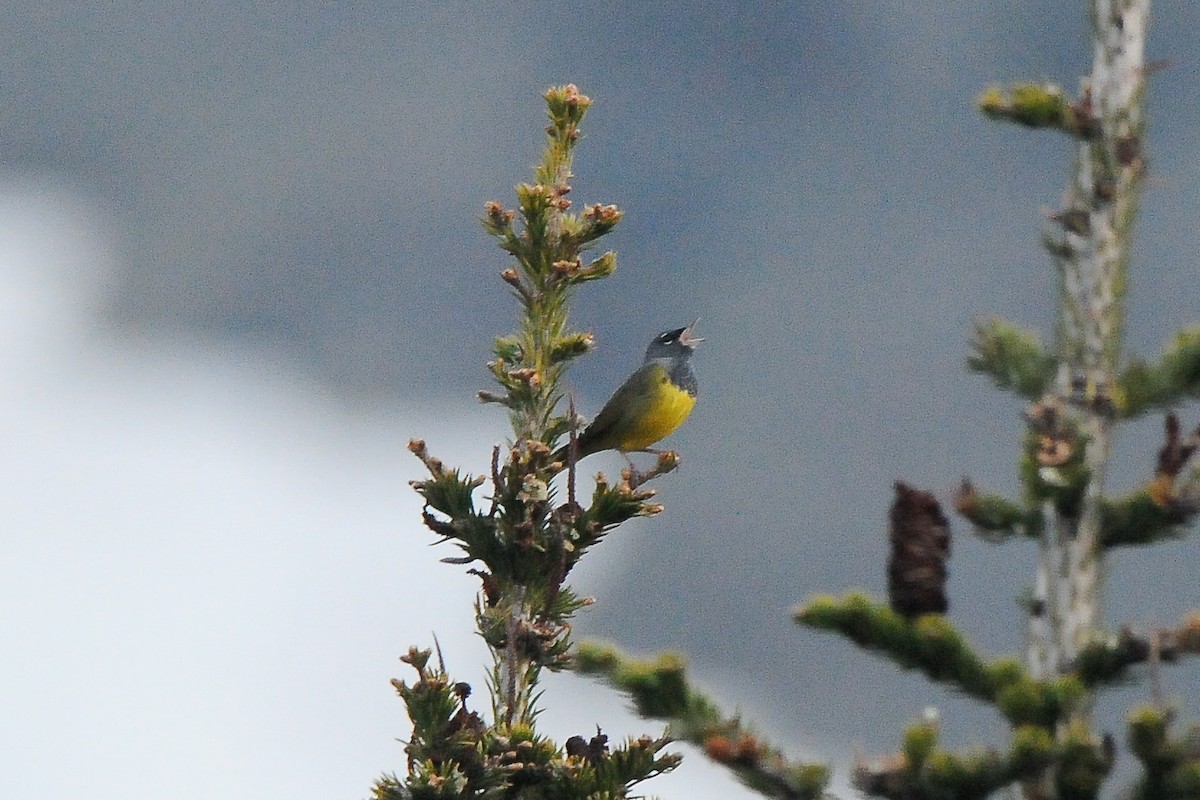 MacGillivray's Warbler - ML353032901