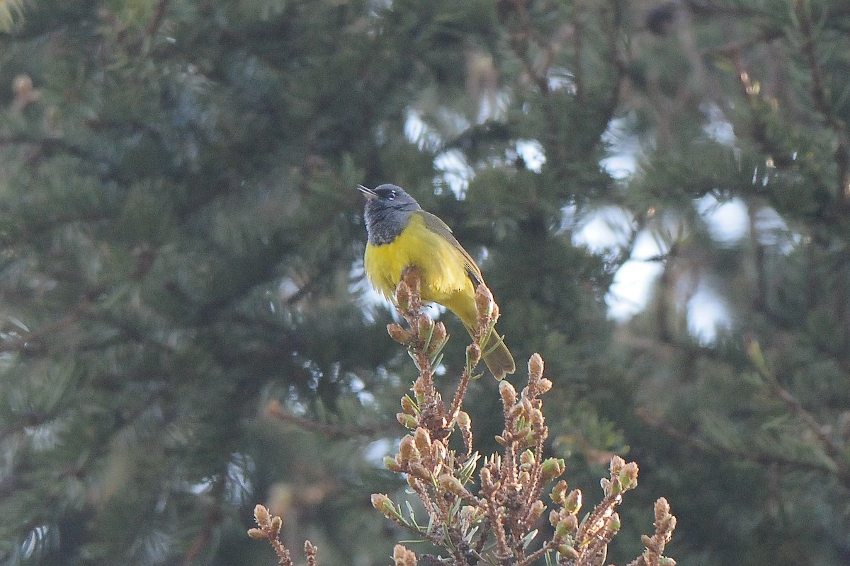 MacGillivray's Warbler - ML353035081