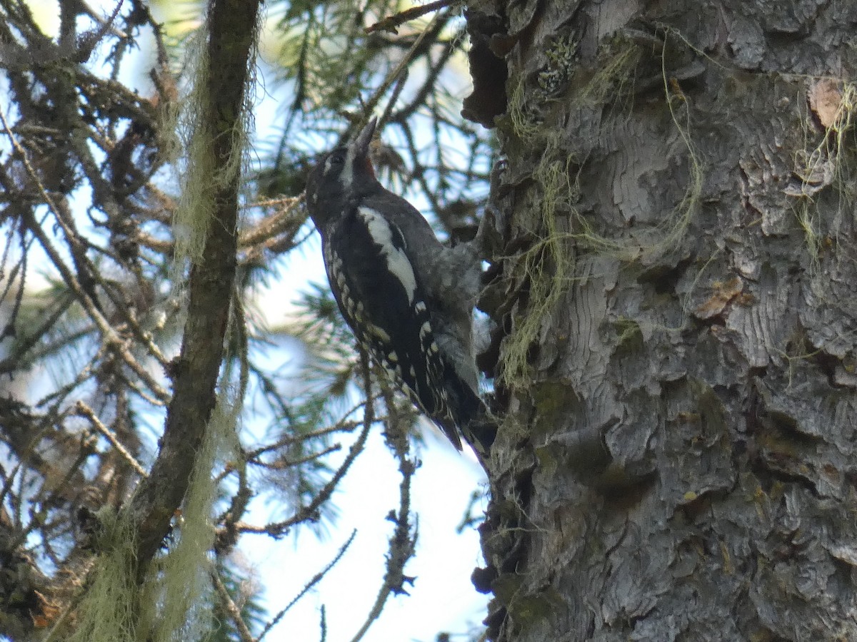 Red-naped Sapsucker - ML353035391