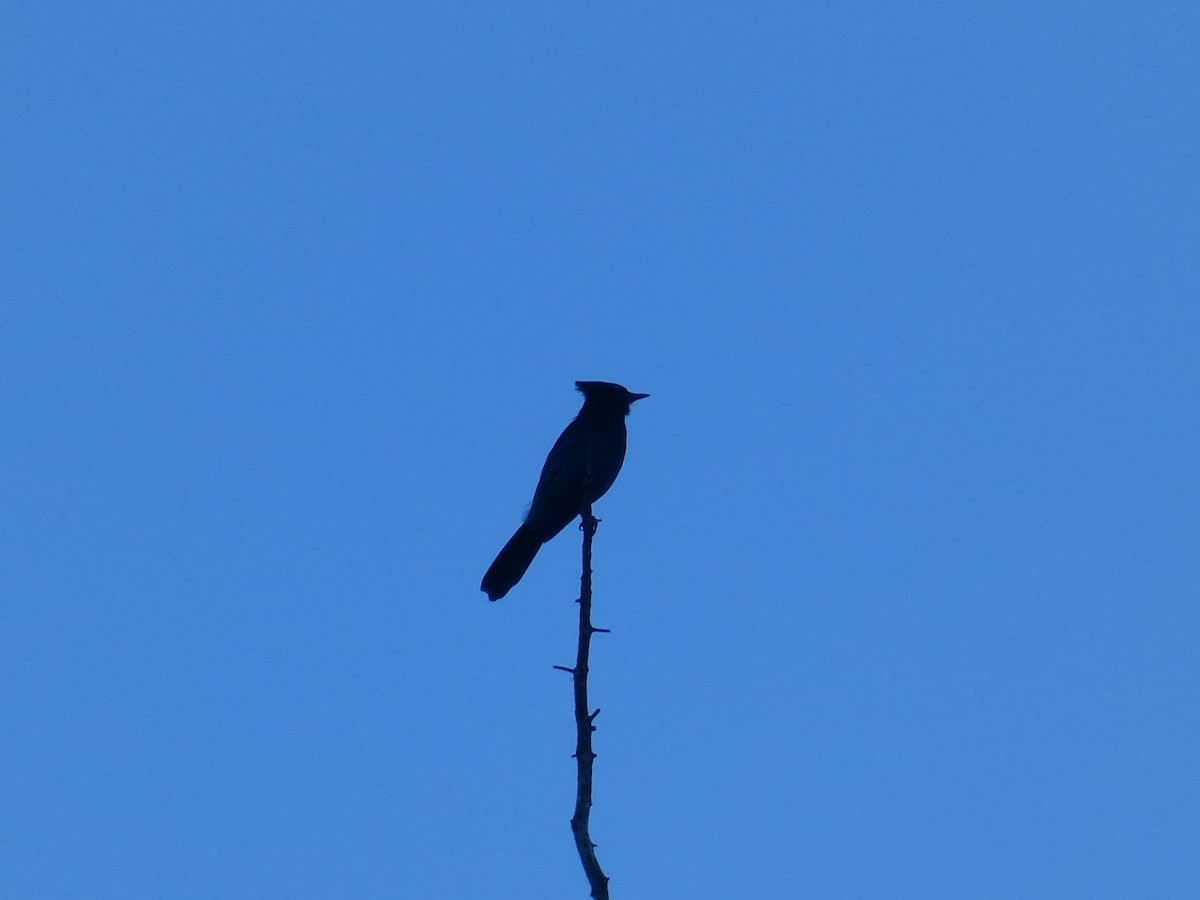 Steller's Jay - River Corcoran