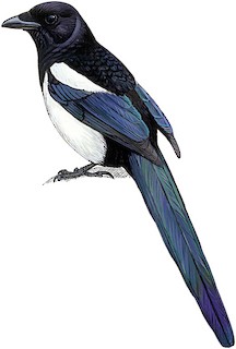 pica pica melanotos Eurasian Magpie - Pica pica